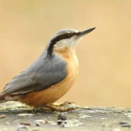 Baumhaus Kleiber מלון