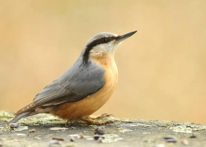 Baumhaus Kleiber Hotel
